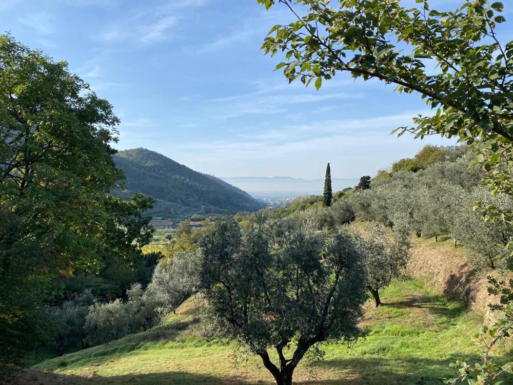 Panorama
