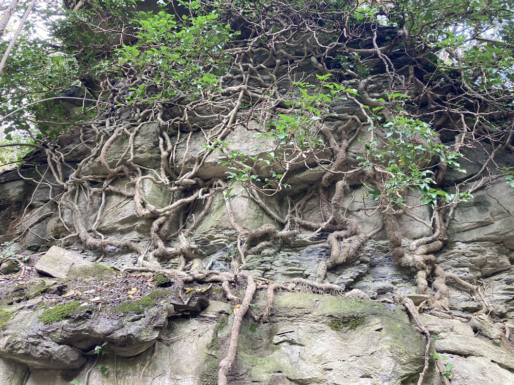 La risalita del Rio Farfareta