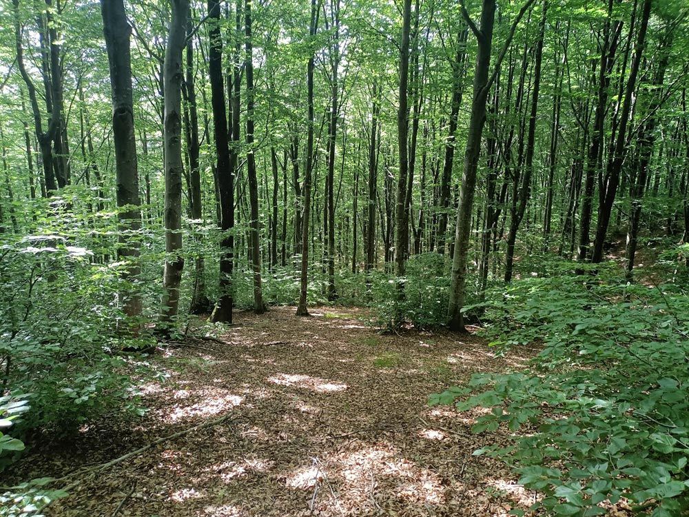 Mulinaccio – Fonte al Canale – Fonte Vascona