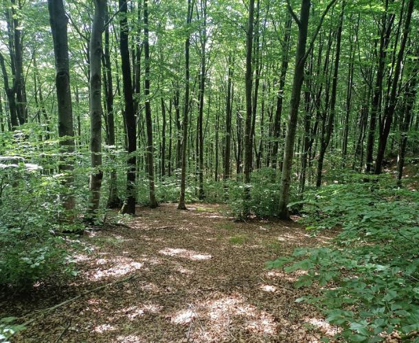 images/percorsi/area-pratese/fonte-al-canale-fonte-vascona/gallery/fonte-vascona-02.jpg#joomlaImage://local-images/percorsi/area-pratese/fonte-al-canale-fonte-vascona/gallery/fonte-vascona-02.jpg?width=1000&height=750