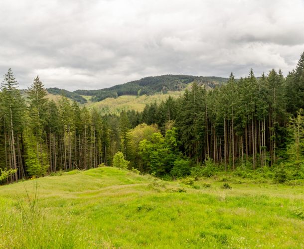 images/percorsi/valdisieve/acqua-moscia/gallery/01-Bosco.jpg#joomlaImage://local-images/percorsi/valdisieve/acqua-moscia/gallery/01-Bosco.jpg?width=1920&height=1280