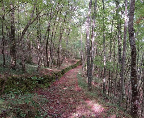 images/percorsi/valdisieve/riflessi-di-serignano/gallery/02-Sentiero-vegetazione.jpg#joomlaImage://local-images/percorsi/valdisieve/riflessi-di-serignano/gallery/02-Sentiero-vegetazione.jpg?width=1920&height=1440