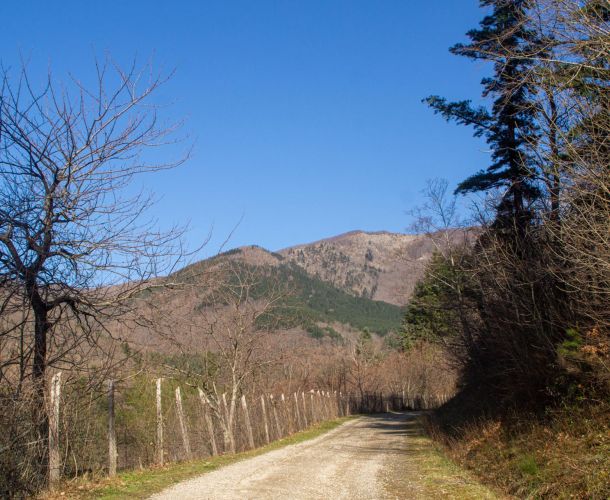 images/percorsi/valdisieve/aina-boschi-silenzi/gallery/01-La-strada.jpg#joomlaImage://local-images/percorsi/valdisieve/aina-boschi-silenzi/gallery/01-La-strada.jpg?width=1920&height=1280