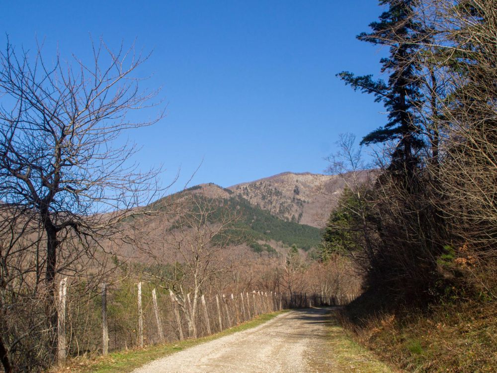 Aina: boschi e silenzi