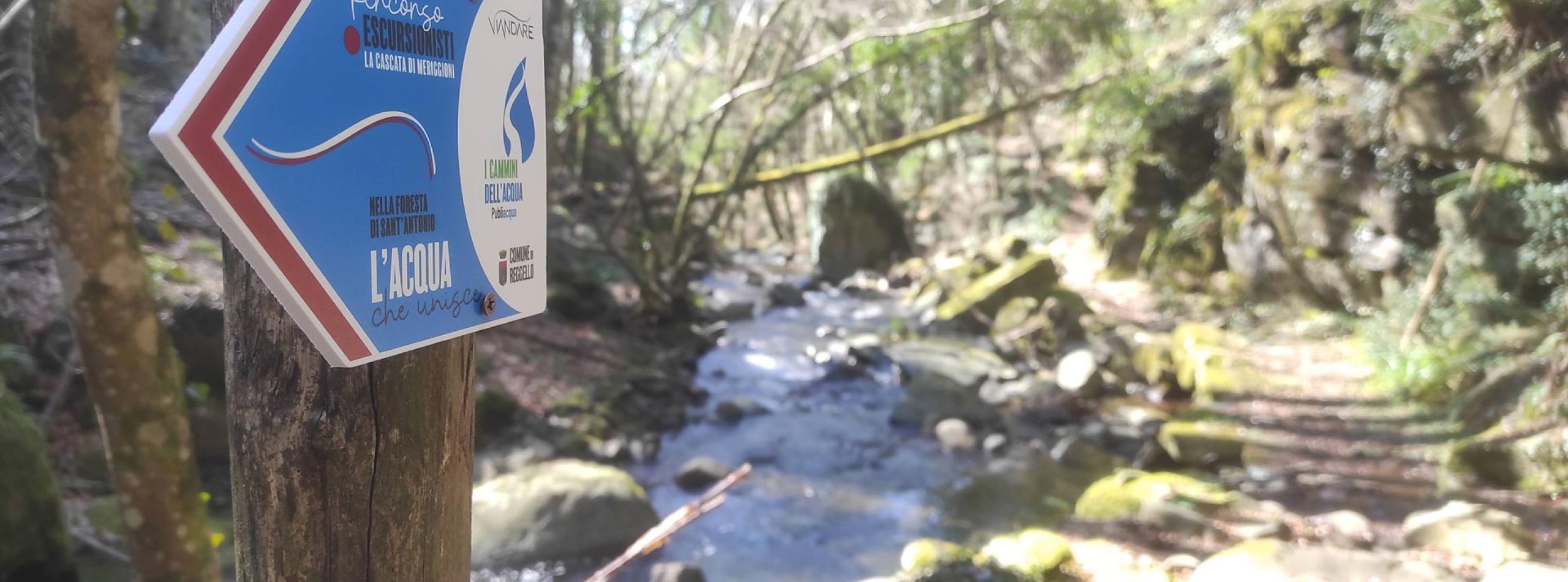 Nella Foresta di Sant'Antonio