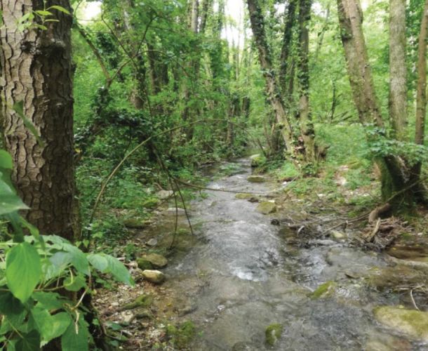 images/percorsi/area-metropolitana-firenze/percorso-sensoriale-carzola/gallery/torrente-carzola-01.jpg#joomlaImage://local-images/percorsi/area-metropolitana-firenze/percorso-sensoriale-carzola/gallery/torrente-carzola-01.jpg?width=1000&height=750